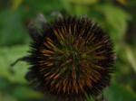 Echinacea - Coneflower, after flowering in autumn